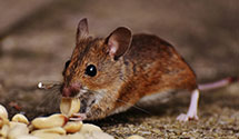 24 Hour & Emergency Exterminators in Watson, LA